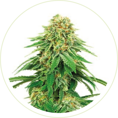 GIRL SCOUT COOKIES AMERICAN FEMINIZED SEEDS