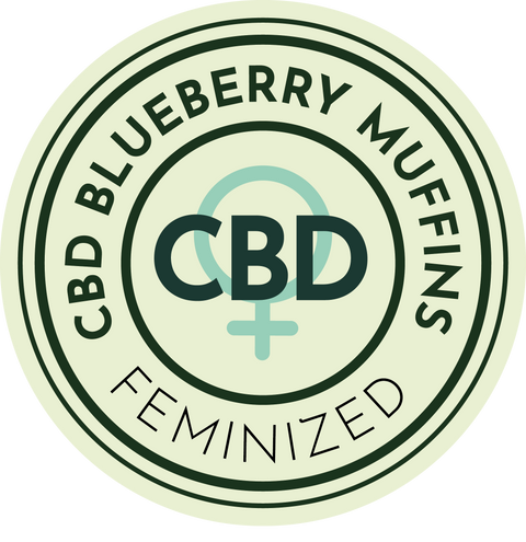 CBD BLUEBERRY MUFFINS FEMINIZED SEEDS